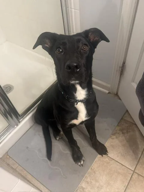 A young large-sized female Labrador Retriever dog named Trix for adoption in Rock Hill, SC
