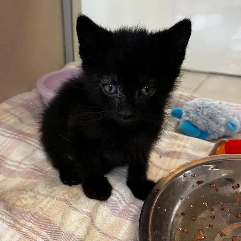 A baby small-sized male Black Domestic Short Hair cat named Moss for adoption in Rifle, CO