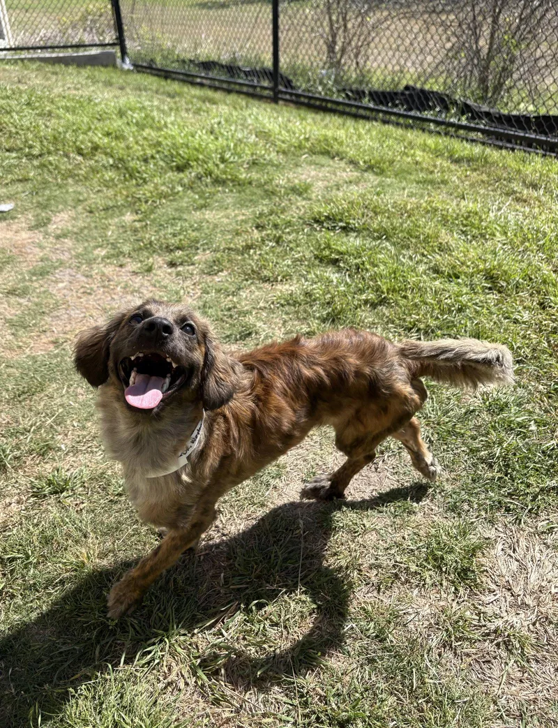 Waylon Jennings thumbnail 2