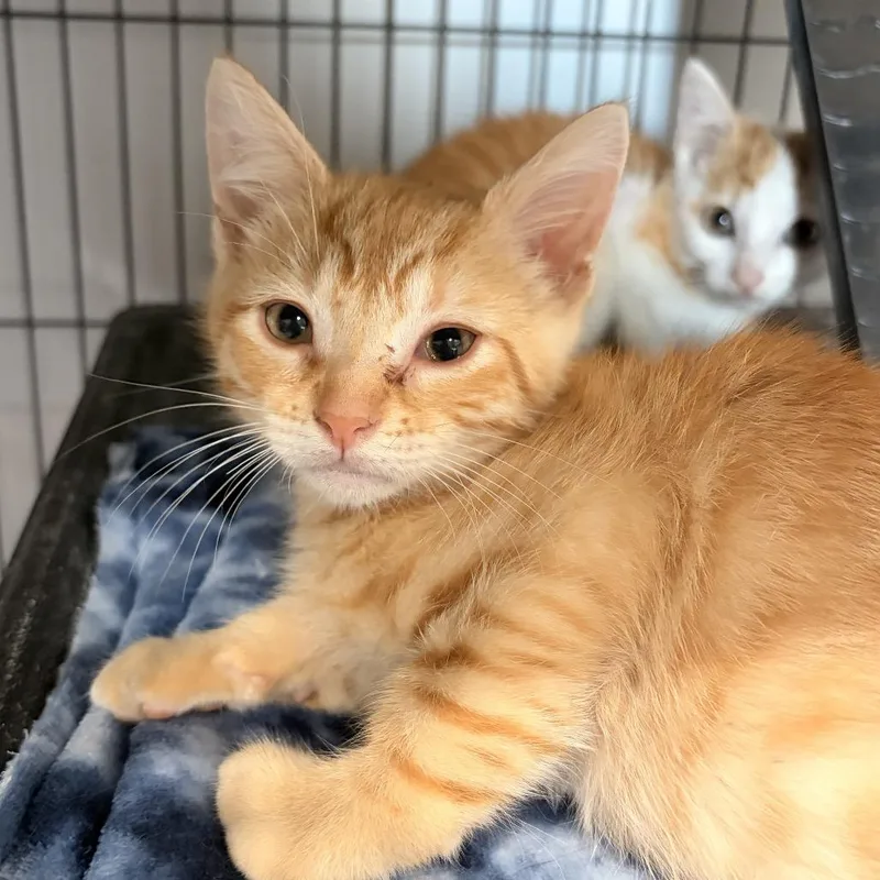 A baby small-sized male Orange / Red Domestic Short Hair cat named Navel for adoption in Bradenton, FL