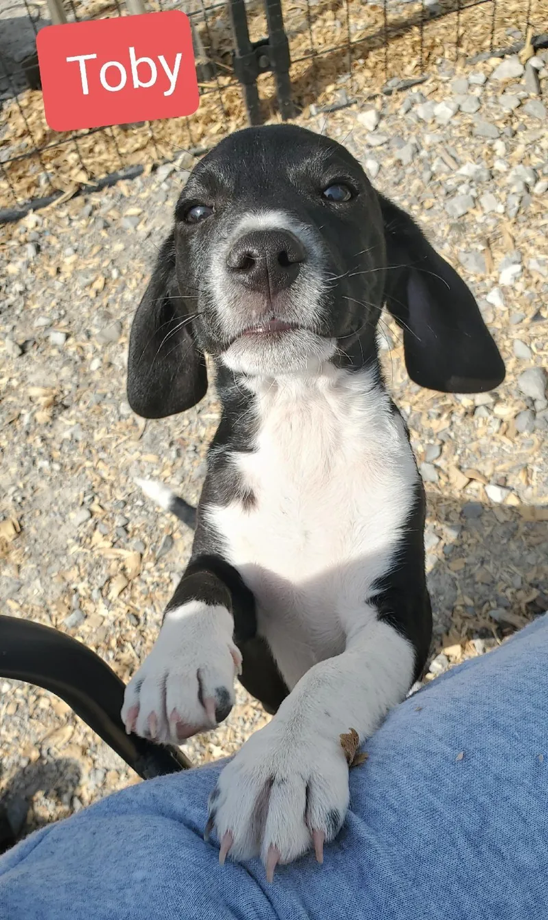 Toby thumbnail 3