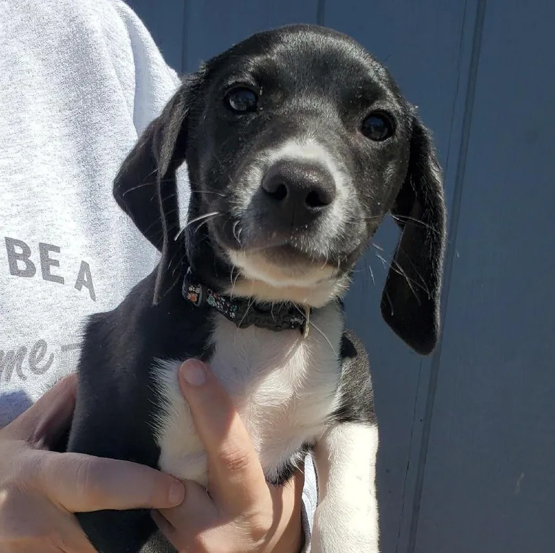A baby medium-sized male Black Hound dog named Toby for adoption in Albany, NY