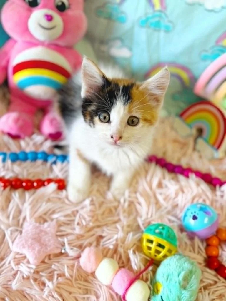 A baby small-sized female Domestic Short Hair cat named Lovealot Bear for adoption in Effingham, IL