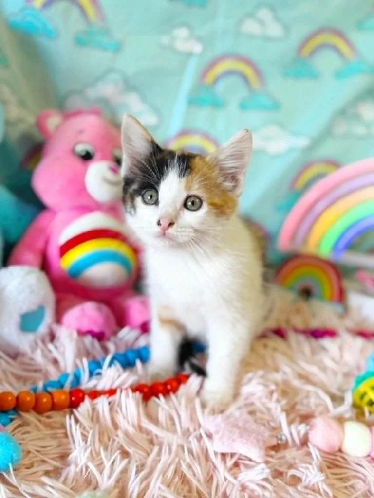 Lovealot Bear thumbnail 3