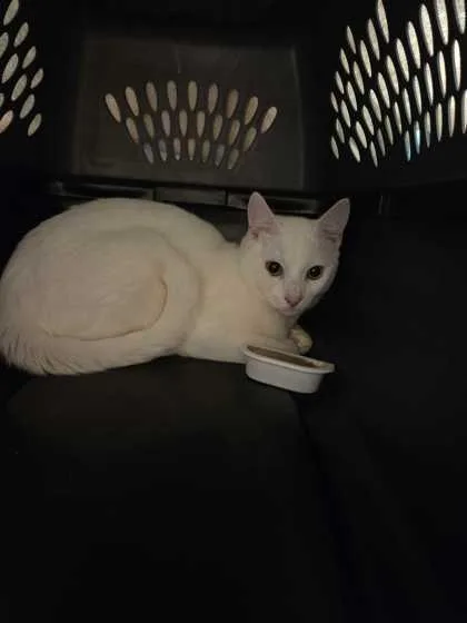 An adult medium-sized male White Domestic Short Hair cat named James for adoption in Kansas City, MO