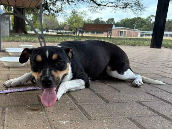 A young small-sized female Beagle dog named Willa for adoption in Austin, TX