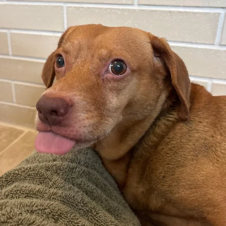 An adult medium-sized male Brown / Chocolate Dachshund dog named Marley for adoption in Millfield, OH