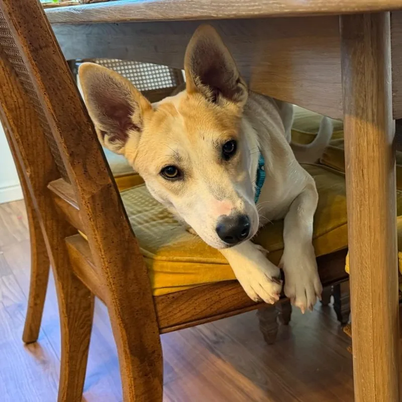 A baby medium-sized female Australian Cattle Dog / Blue Heeler dog named Roomba for adoption in Logan, UT