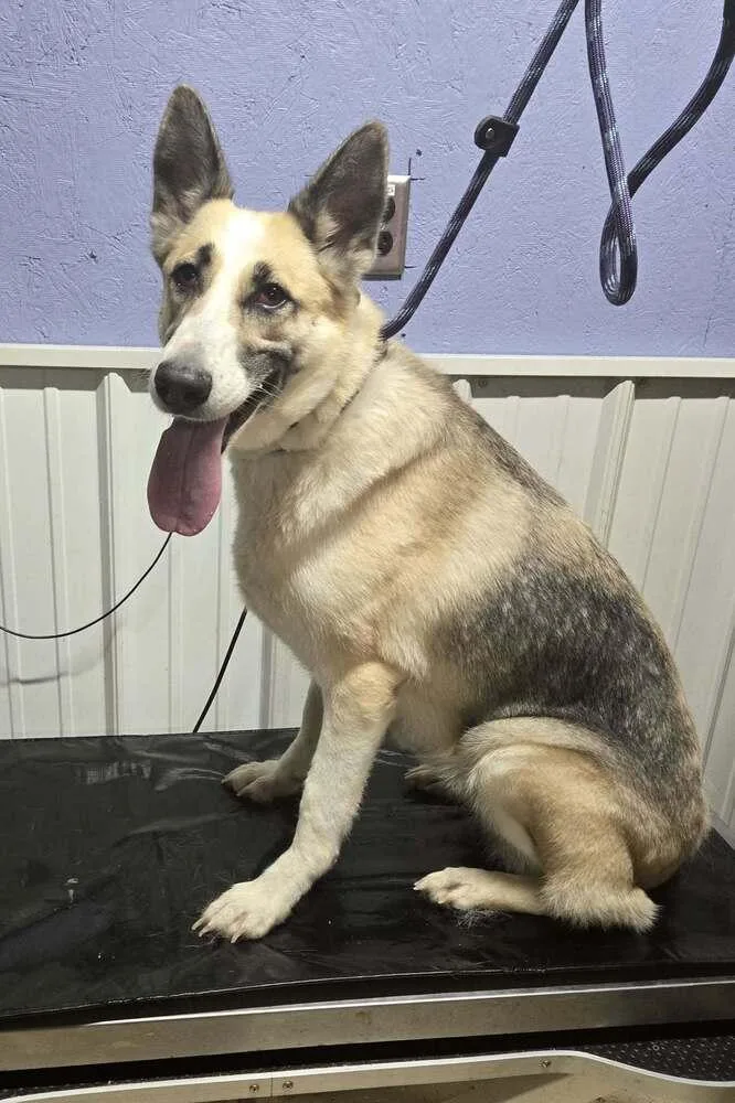 A senior large-sized female Tricolor (Brown, Black, & White) German Shepherd Dog dog named Mochi for adoption in Waverly, OH