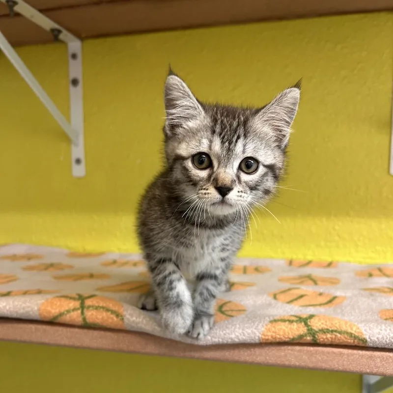 A baby small-sized male Brown / Chocolate Domestic Short Hair cat named Poblano for adoption in Fresno, CA