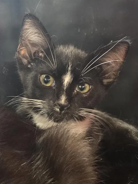 A baby small-sized female Domestic Short Hair cat named Laura Lee Winslow for adoption in Louisville, KY