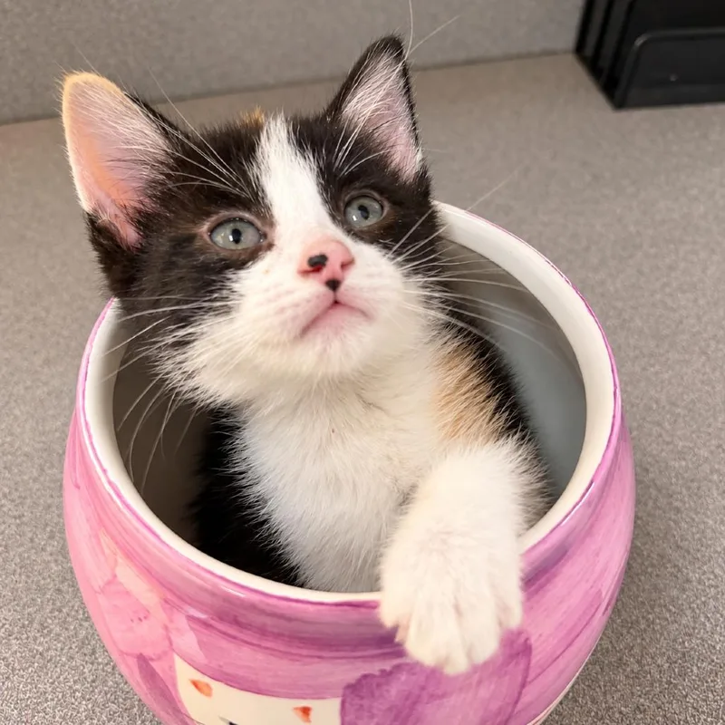 A baby small-sized female Calico Domestic Short Hair cat named Pearl for adoption in Commerce City, CO