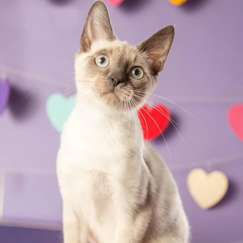 A young small-sized female Black Domestic Short Hair cat named Anastasia for adoption in Springfield, MO