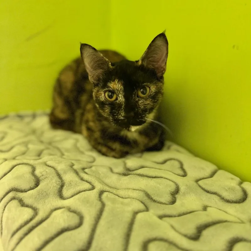 A young medium-sized female Tortoiseshell Domestic Short Hair cat named Skittles for adoption in Brownsboro, AL