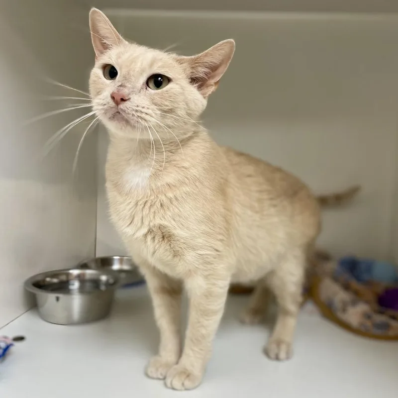 An adult medium-sized female Domestic Short Hair cat named Nana for adoption in Champaign, IL