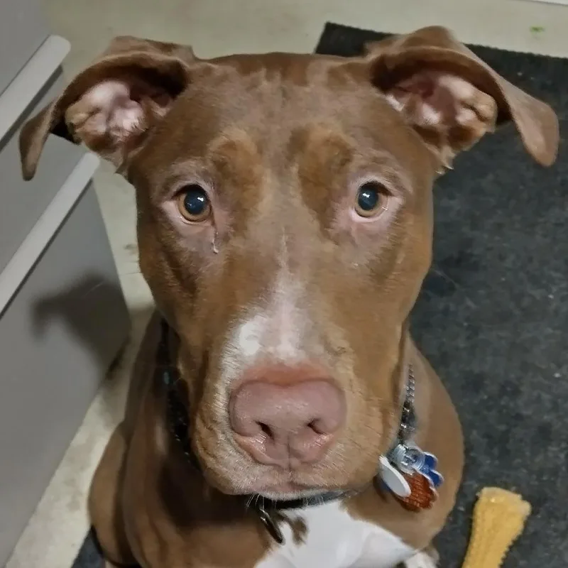 An adult medium-sized female Brown / Chocolate Pit Bull Terrier dog named Nutella for adoption in Minneapolis, MN