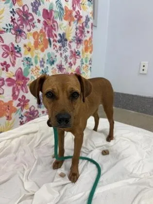 An adult medium-sized female Terrier dog named Dunkin for adoption in Madison, NJ