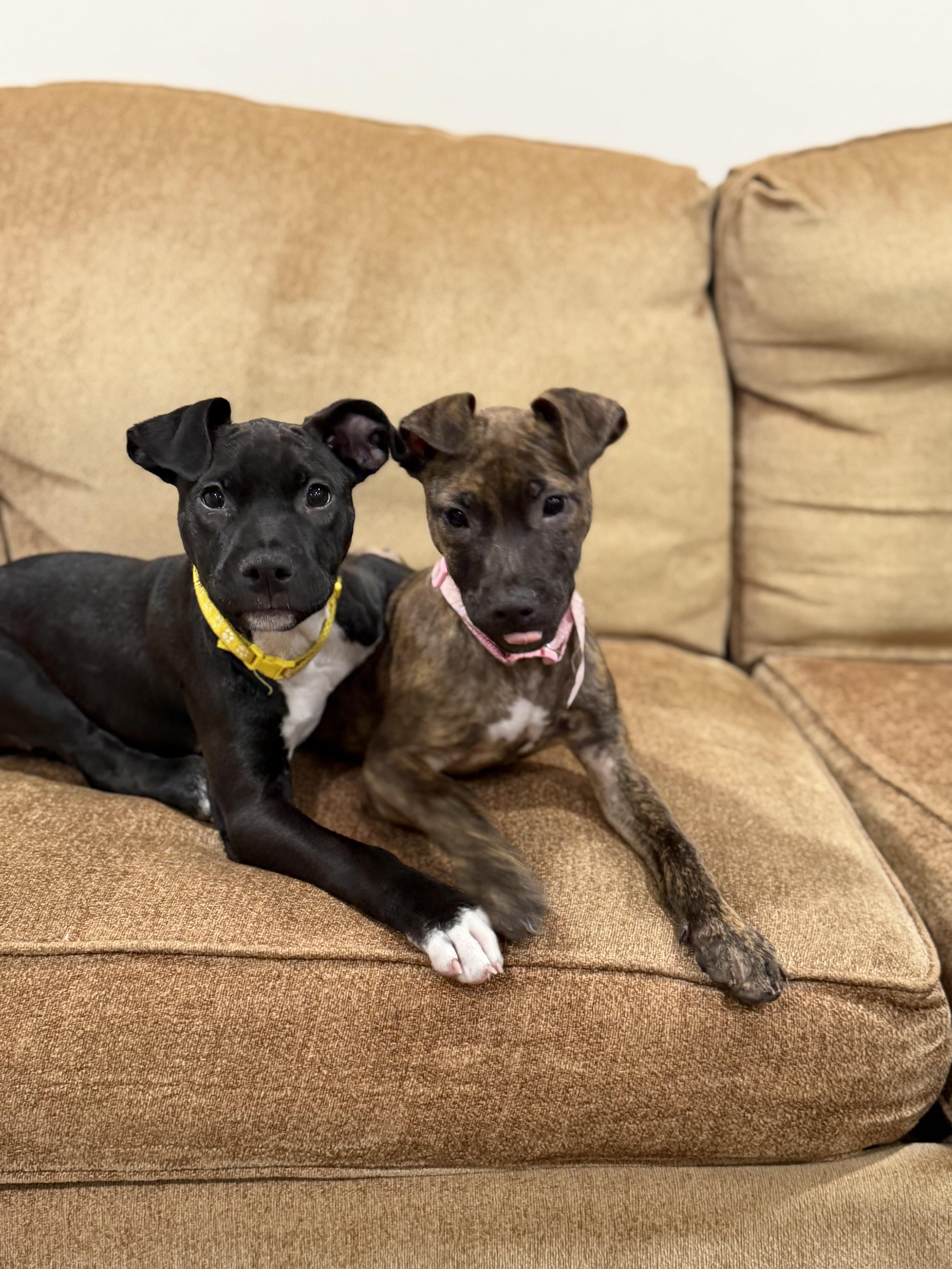 A baby medium-sized female Black Pit Bull Terrier dog named Nemo for adoption in Oceanport, NJ