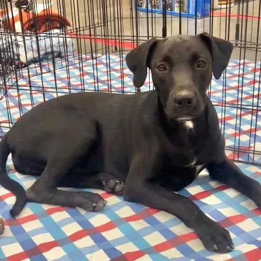 A young large-sized female Labrador Retriever dog named Missy for adoption in Grand Bay, AL