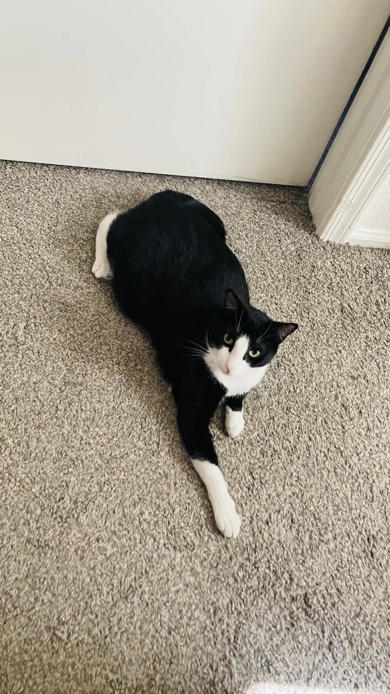 A young medium-sized female Black & White / Tuxedo Domestic Short Hair cat named Beauty for adoption in Phoenix, AZ
