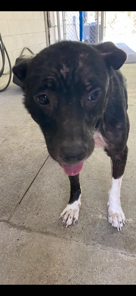 A young medium-sized female Mixed Breed dog named Kalie for adoption in Cartersville , GA