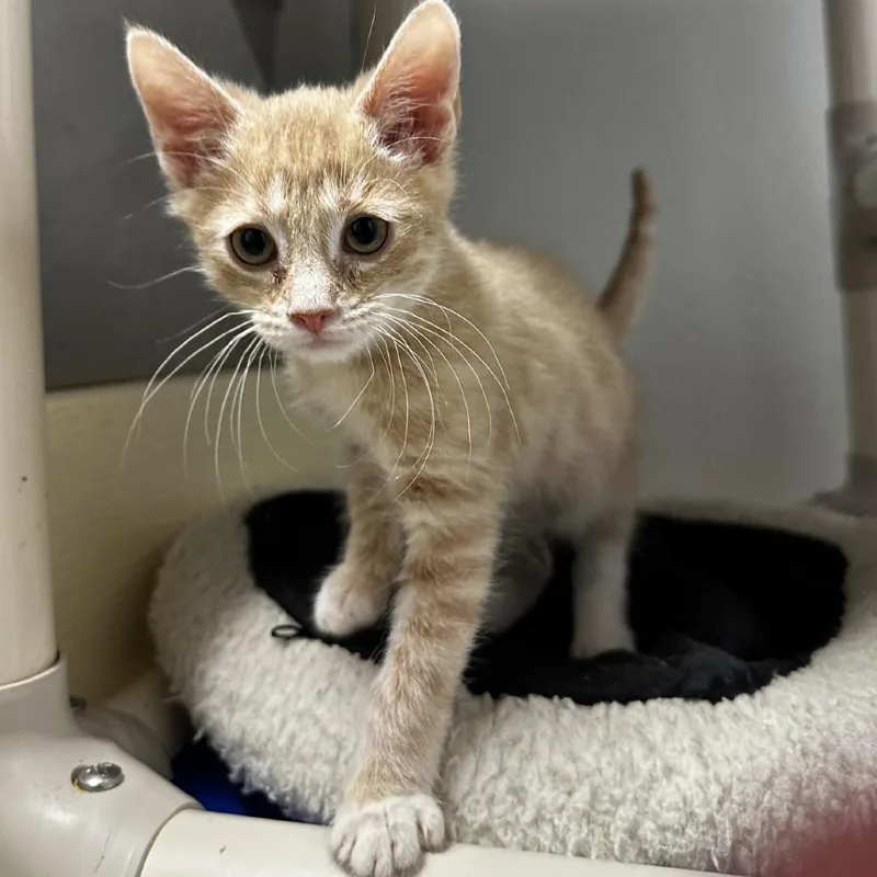 A baby small-sized male Buff / Tan / Fawn Domestic Short Hair cat named Benji for adoption in Blue Ridge, GA