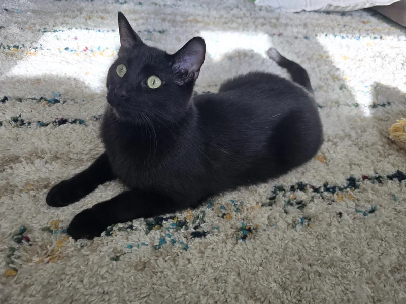 An adult medium-sized male Black Domestic Short Hair cat named Mich & Girly for adoption in Lemont, IL
