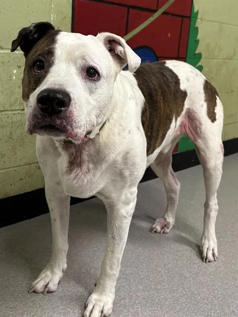 A senior small-sized male Pit Bull Terrier dog named Lucious for adoption in Indianapolis, IN