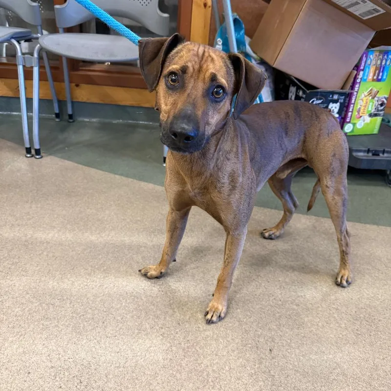 An adult medium-sized male Brown / Chocolate Terrier dog named Ollie for adoption in Upland, CA
