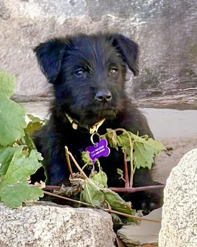 A baby medium-sized male Terrier dog named Scottie for adoption in Corona, CA