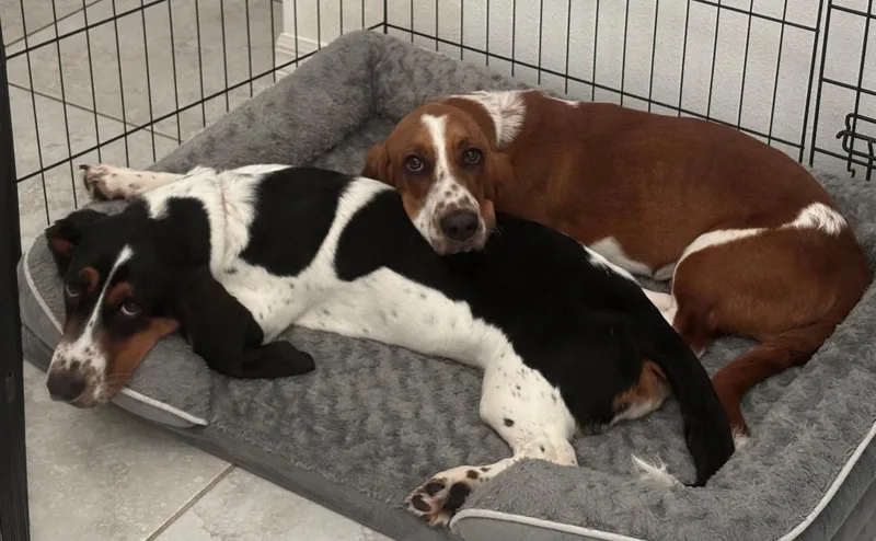 A baby medium-sized male Red / Chestnut / Orange Basset Hound dog named Duke and Daisy for adoption in Auburndale, FL