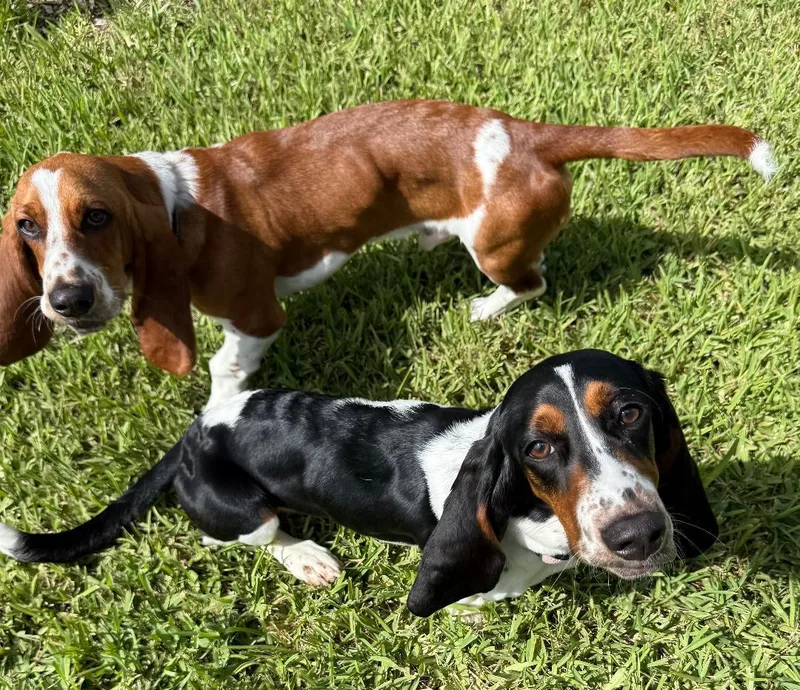 Duke and Daisy thumbnail 2