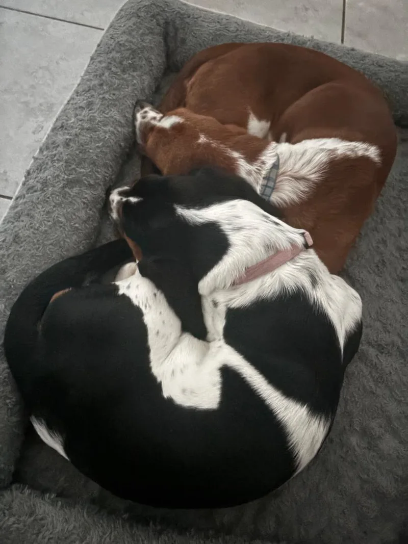 Duke and Daisy thumbnail 3
