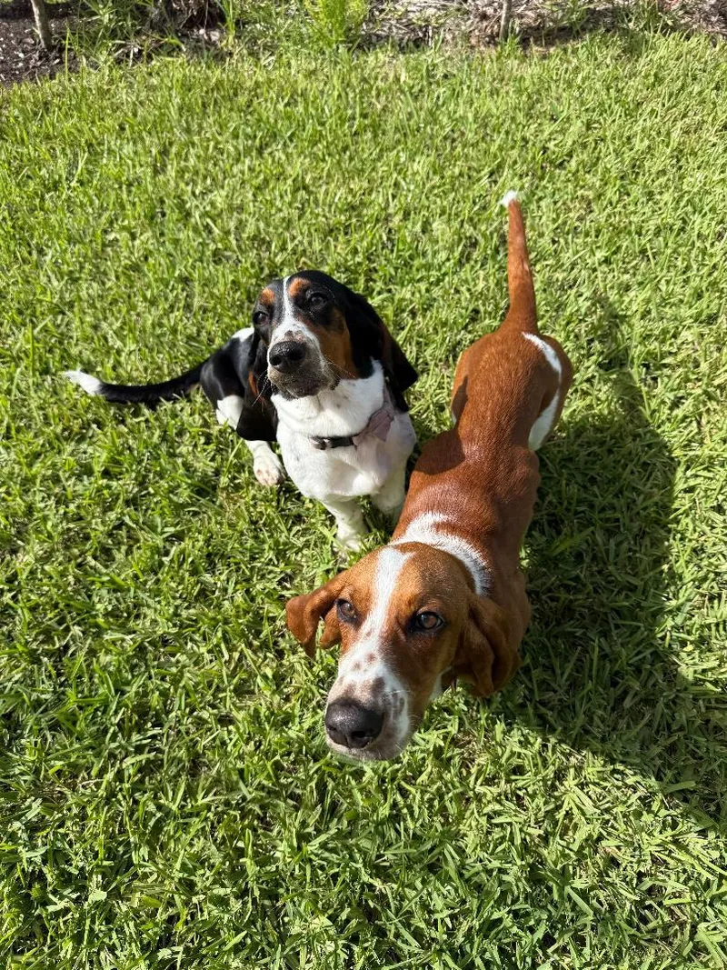 Duke and Daisy thumbnail 4