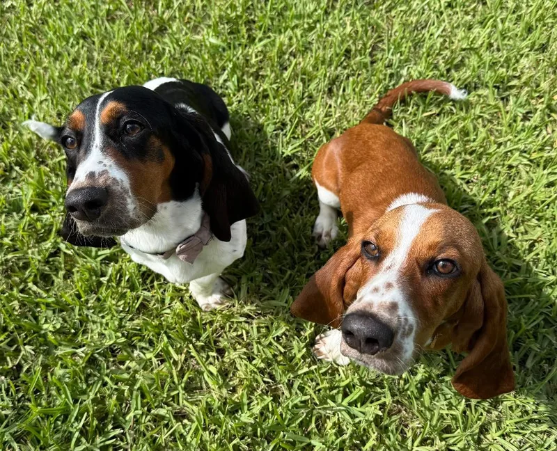 Duke and Daisy thumbnail 5