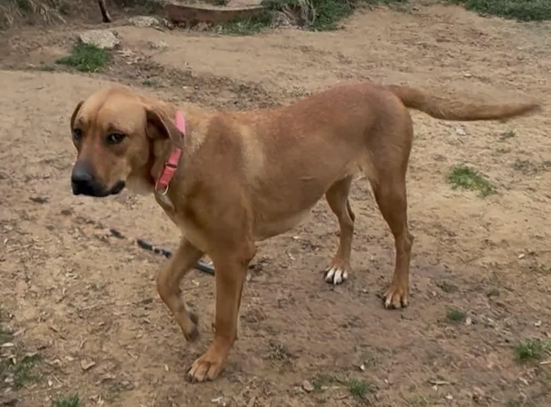 A young large-sized female Labrador Retriever dog named Taffy for adoption in Sadler, TX