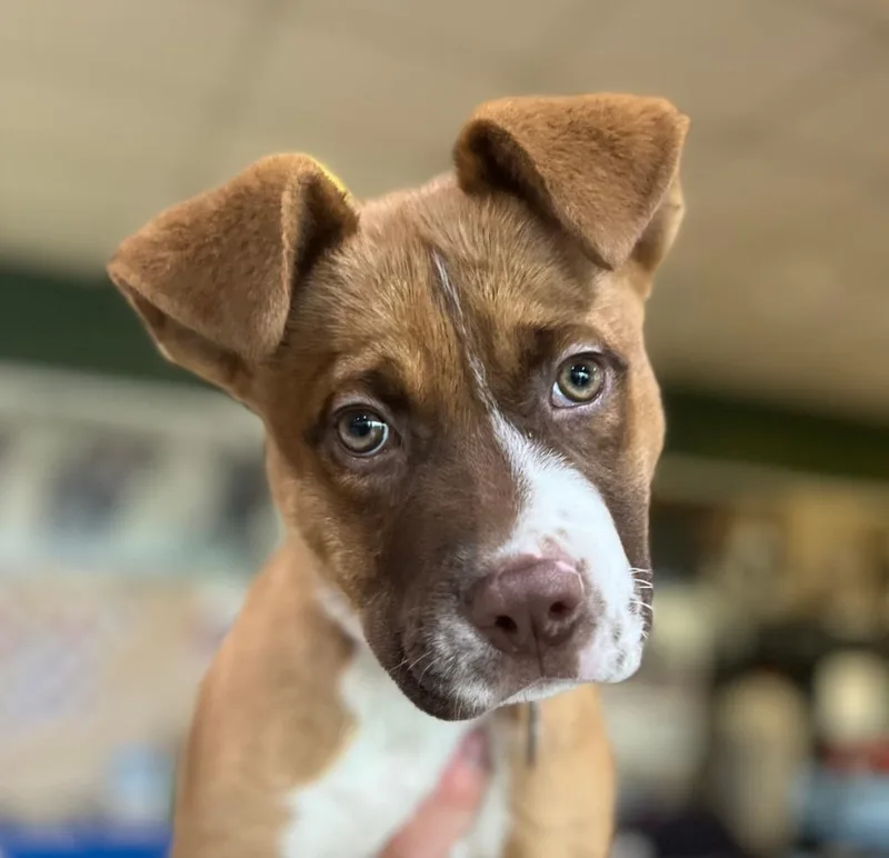 A baby large-sized female Akita dog named Mopar for adoption in Utica, MI