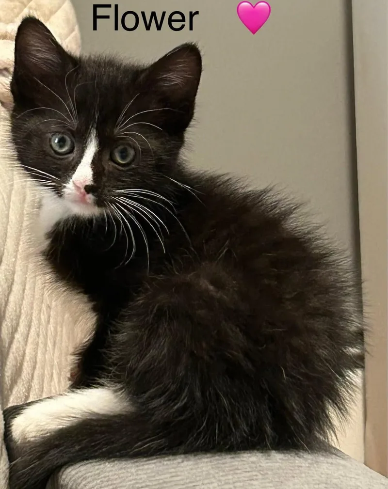 A baby small-sized female Black & White / Tuxedo Tuxedo cat named Flower for adoption in Beckley, WV