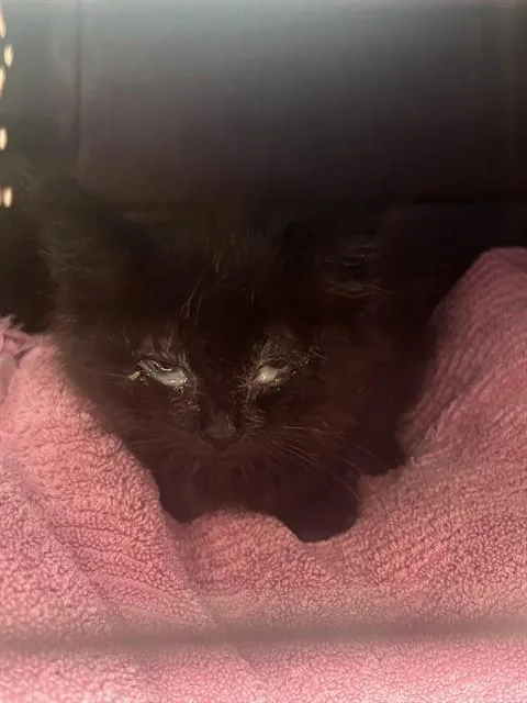 A baby medium-sized female Domestic Short Hair cat named Gal for adoption in Louisville, KY