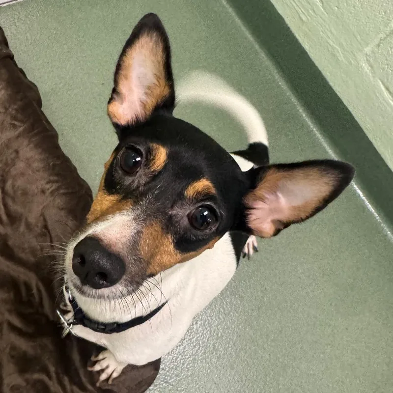 An adult small-sized female Jack Russell Terrier dog named Chyna for adoption in West Palm Beach, FL