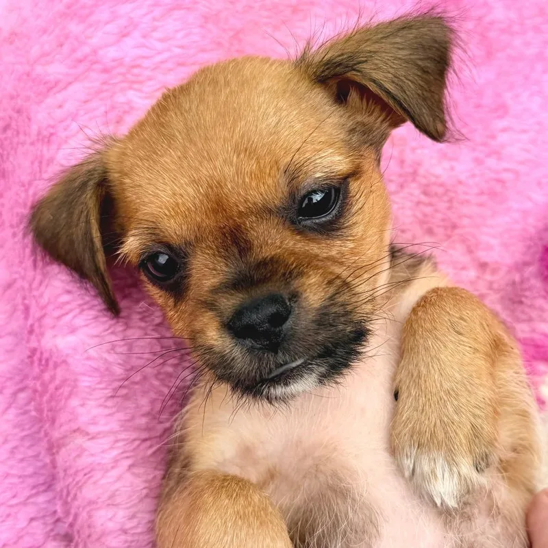 Snickers thumbnail 2