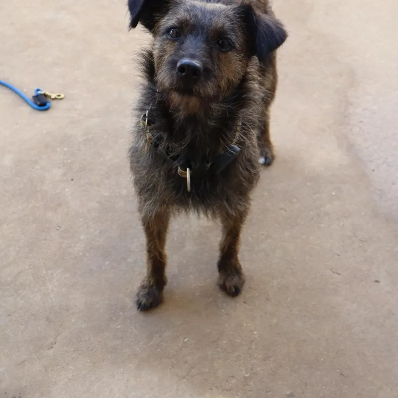 An adult small-sized female Brindle Australian Cattle Dog / Blue Heeler dog named Clover for adoption in Winston Salem , NC