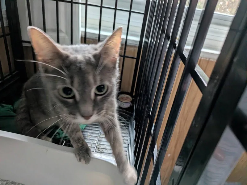 A young small-sized female Tabby cat named Lucinda C Ingram for adoption in Saunderstown, RI