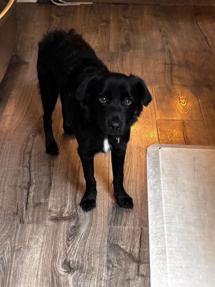 A baby medium-sized male Black Retriever dog named Kyle for adoption in Valley Stream, NY
