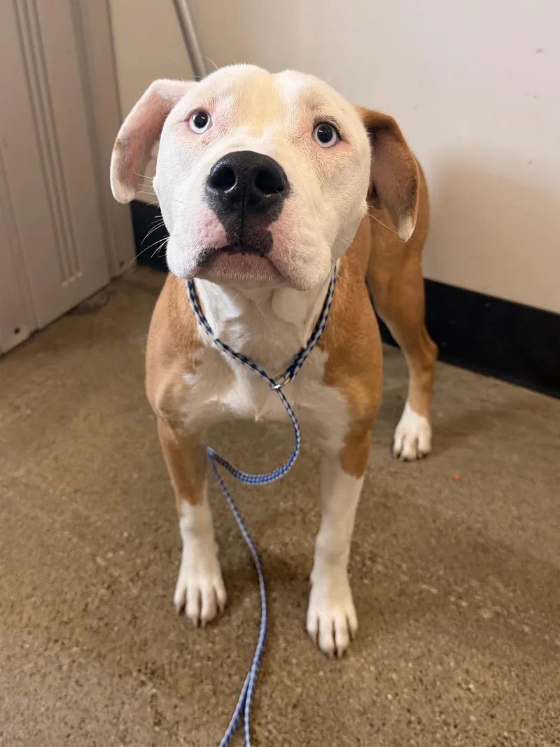 A young medium-sized female Brown / Chocolate Pit Bull Terrier dog named Jolene for adoption in Cleveland, OH