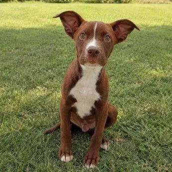 A baby medium-sized male Border Collie dog named Benson D for adoption in Minnetonka, MN