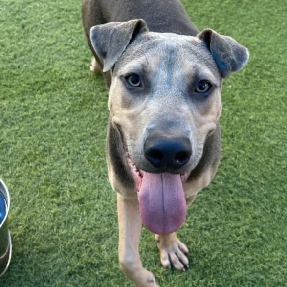 A baby medium-sized male Mixed Breed dog named Marvin for adoption in Huntington, NY