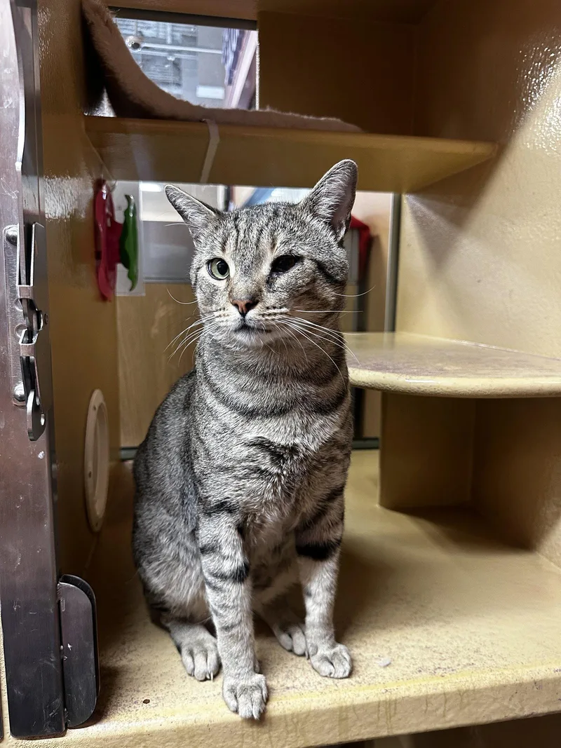 An adult large-sized male Domestic Short Hair cat named Taro for adoption in Los Angeles, CA