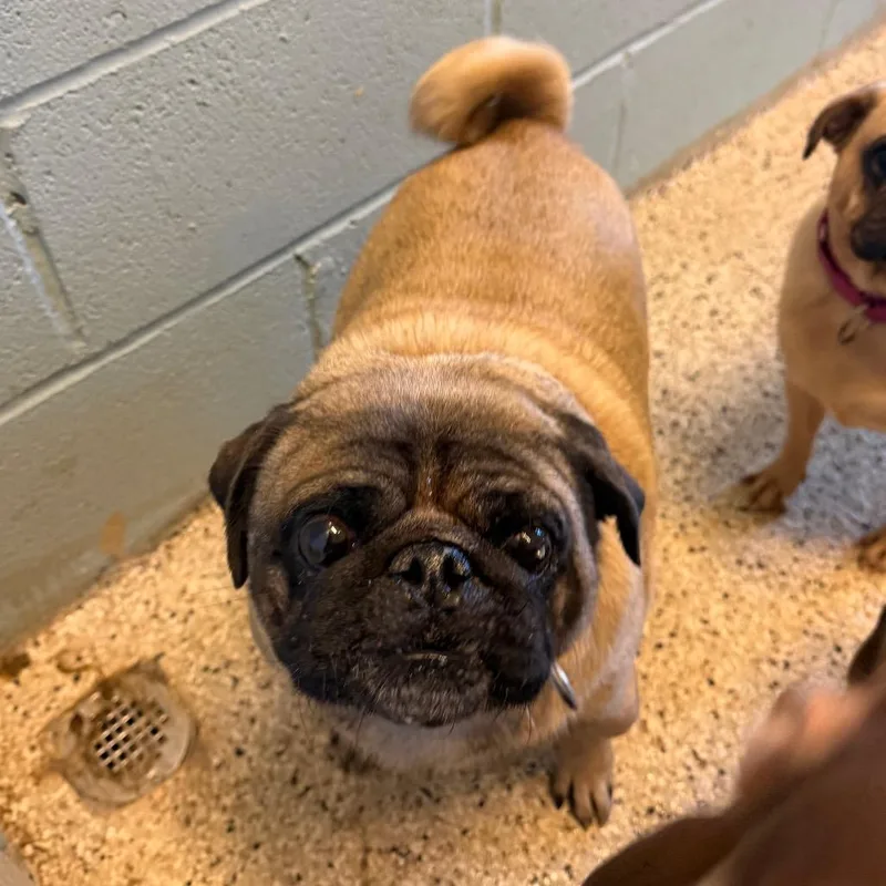 An adult small-sized male Yellow / Tan / Blond / Fawn Pug dog named Markey for adoption in LOXAHATCHEE, FL