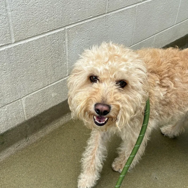A baby small-sized male Golden Bichon Frise dog named Lucy for adoption in Harrisonburg, VA